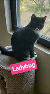 Ladybug