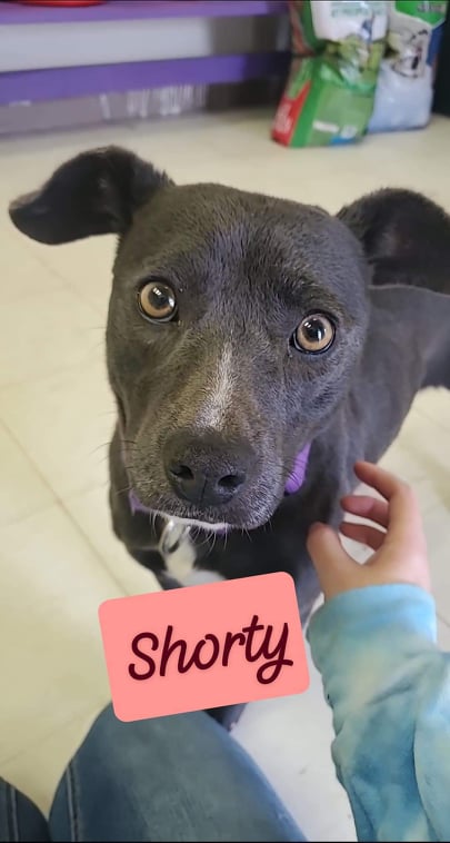 Shorty