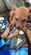 Scooby - Scooby Doo Litter