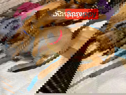 Scrappy - Scooby Doo Litter