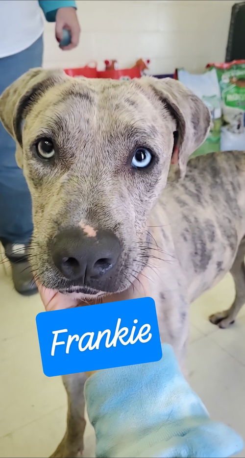 Frankie