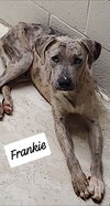 Frankie
