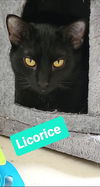 Licorice