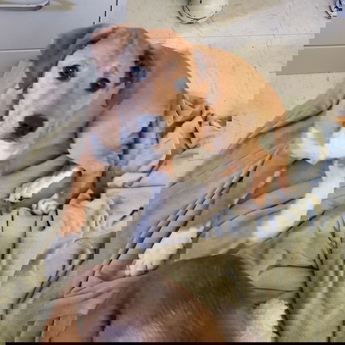 SHYLO