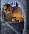 adoptable Cat in sheboygan, wi, WI named Sammi & Stevie Bonded!