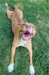 adoptable Dog in , WI named Ruby