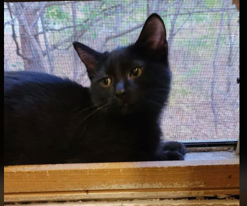 Primrose - Hunger Games Litter