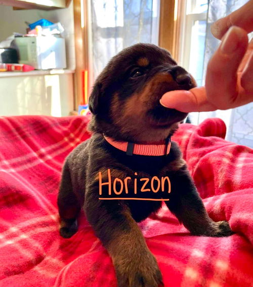 HORIZON - ROTTIE LITTER