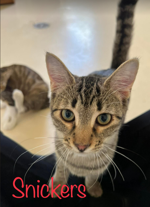 Snickers - Candy Bar Litter