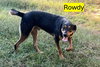 ROWDY - COMING SOON! - Photo 4