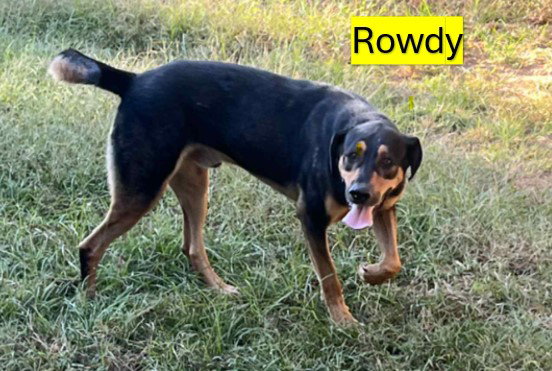 ROWDY - COMING SOON!
