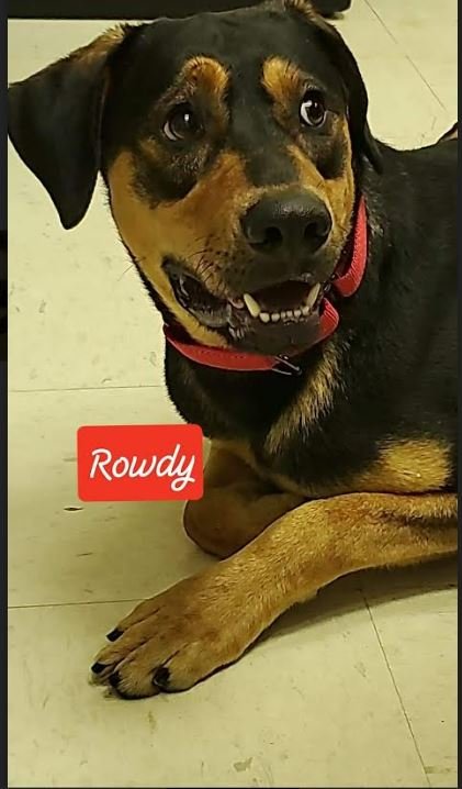 adoptable Dog in Sheboygan, WI named ROWDY - COMING SOON!