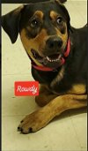 adoptable Dog in , WI named ROWDY - COMING SOON!