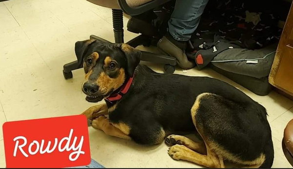 ROWDY - COMING SOON!