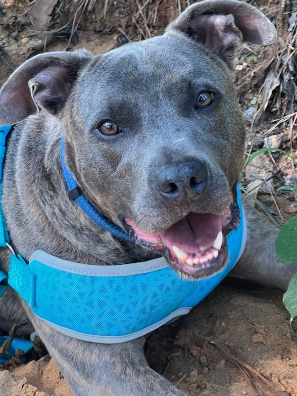 adoptable Dog in Sheboygan, WI named BLUE COMING SOON!