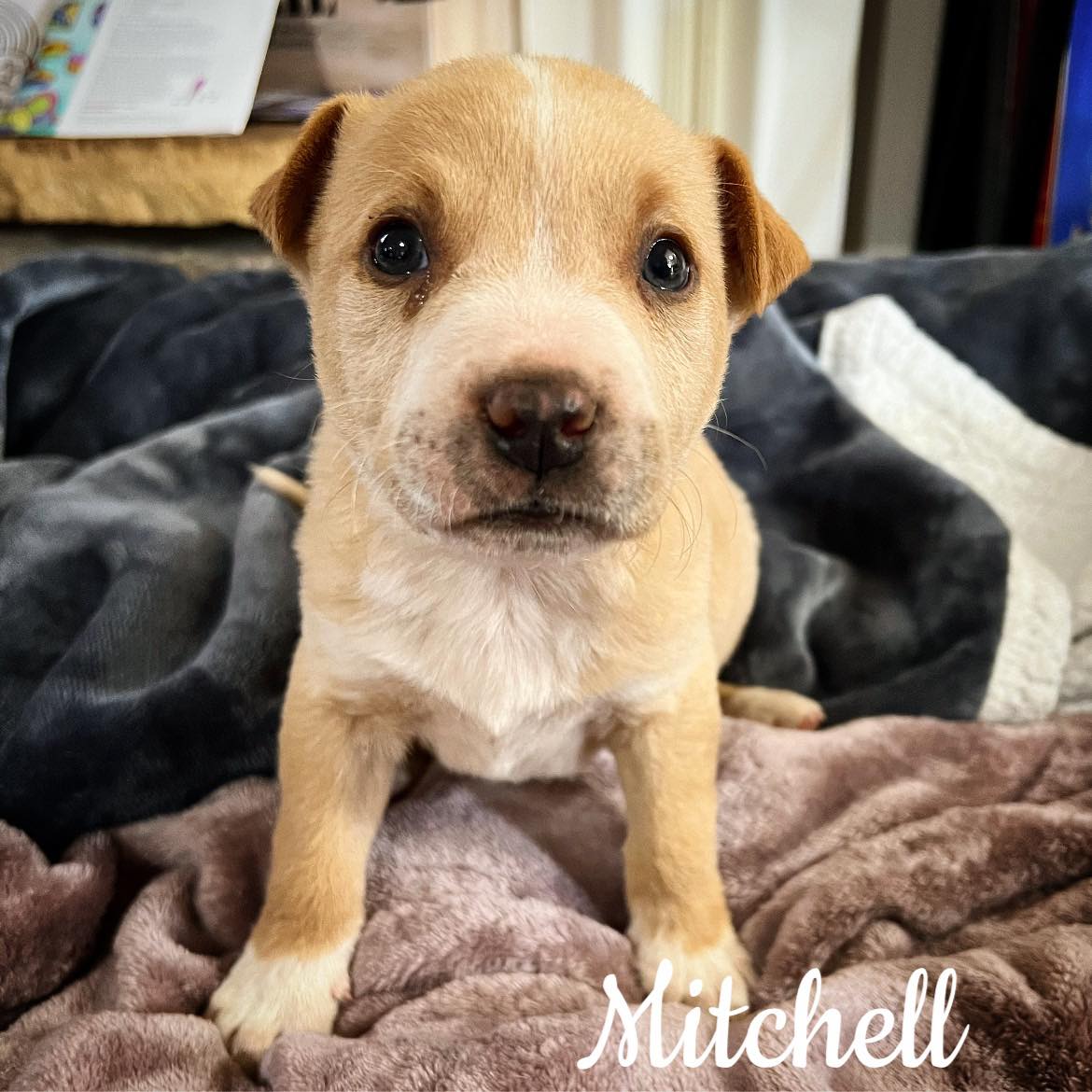 Dog for Adoption - Mitchell - Lab Family, a Retriever in Milwaukee, WI ...