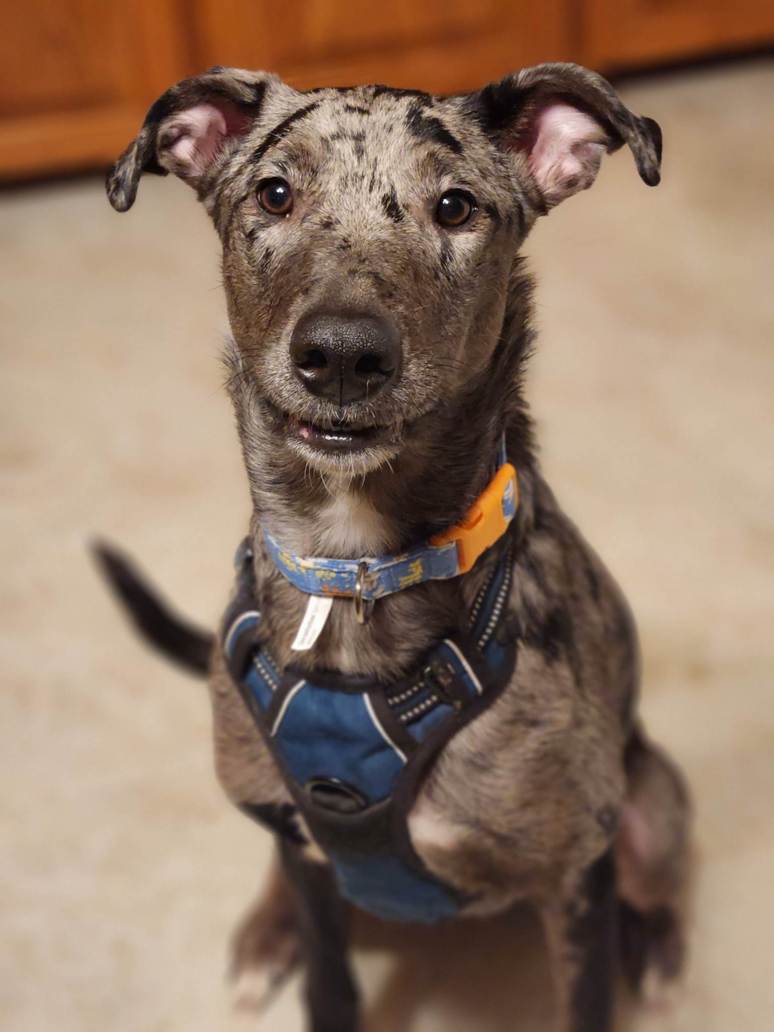 Dog for Adoption Paprika, a Labrador Retriever in Plymouth, WI