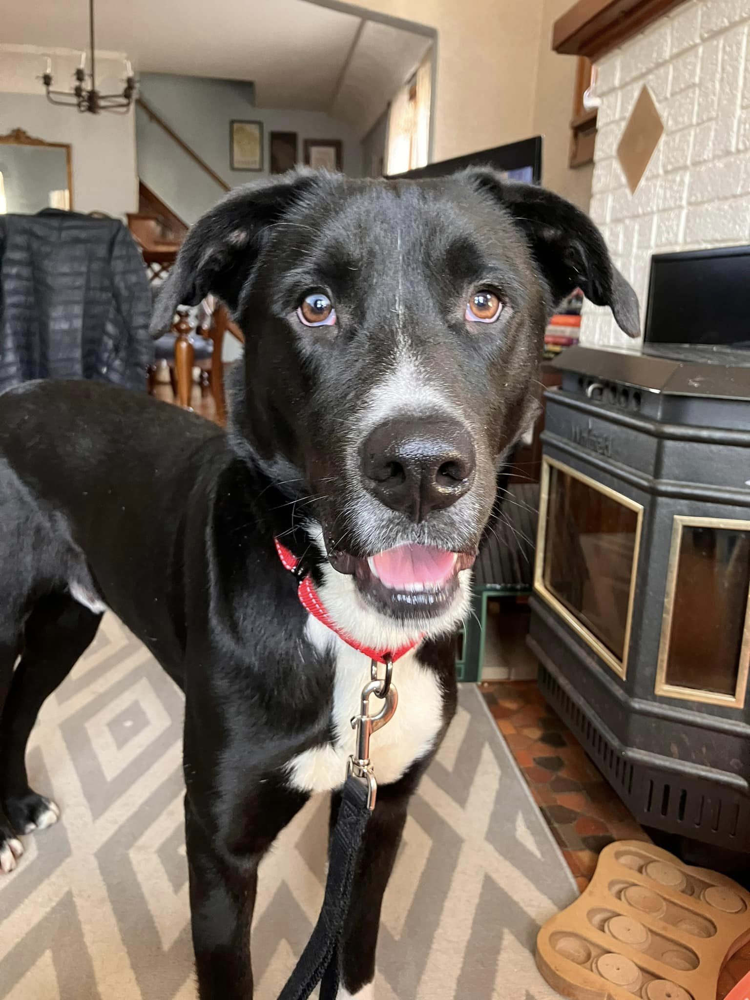 Dog for Adoption - Rebel, a Labrador Retriever in Cooperstown, WI ...