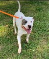 adoptable Dog in , WI named Silver
