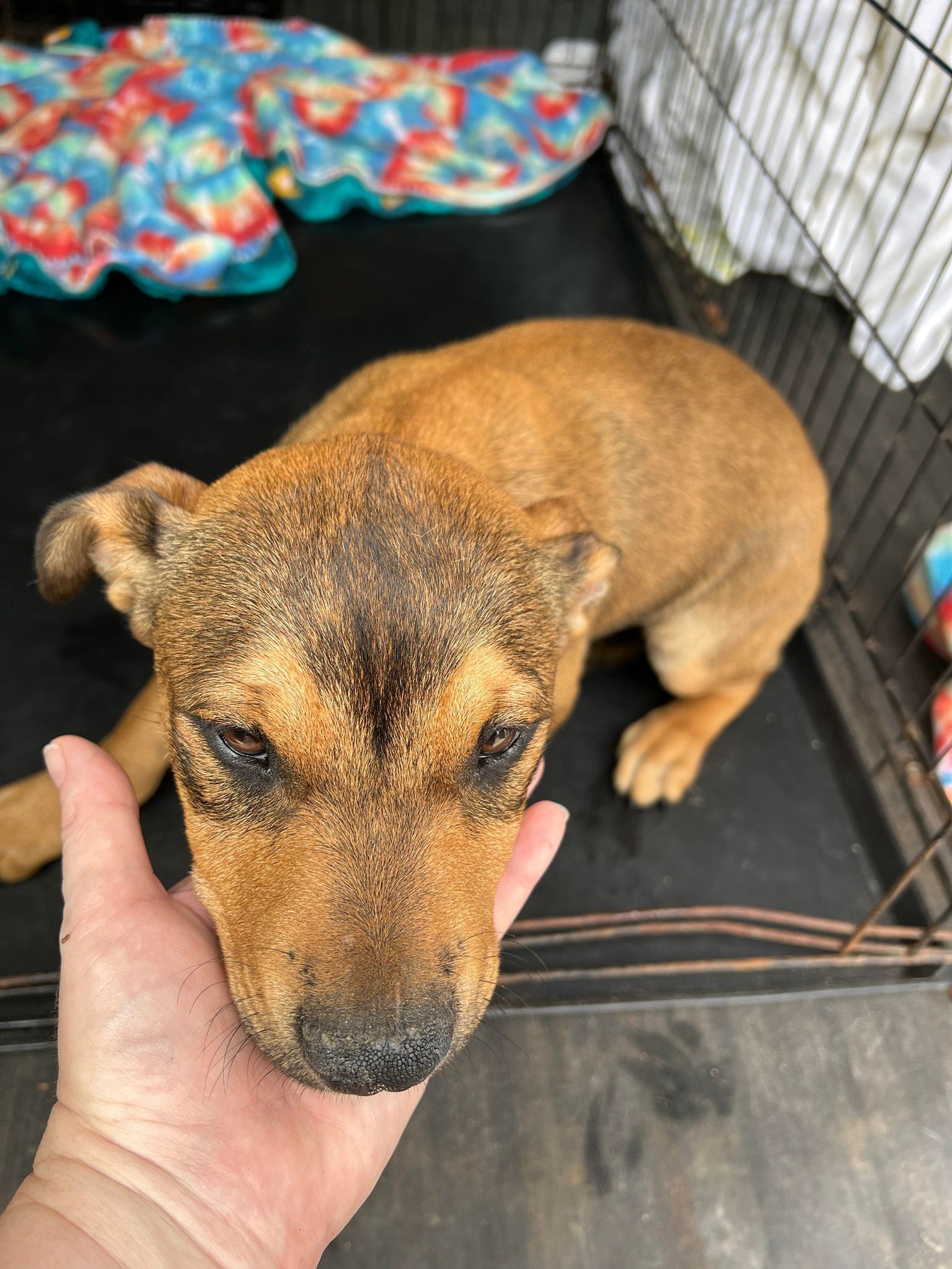 Dog for Adoption Annie, a German Shepherd Dog in Manitowoc County, WI