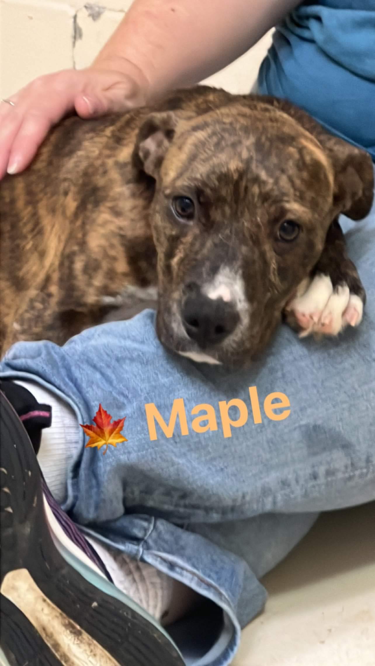 Dog for Adoption Maple, a Hound in Milwaukee, WI Alpha Paw