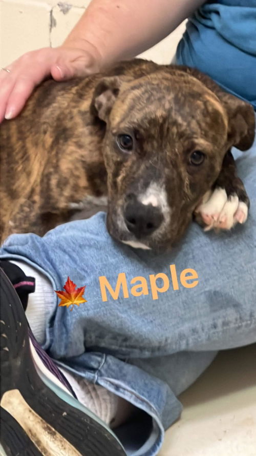 Maple