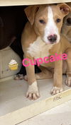 Cupcake