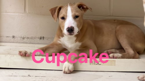 Cupcake