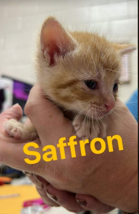 Saffron