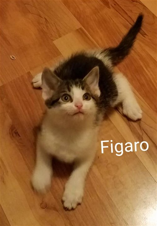 FIGARO - CARTOON KITTENS