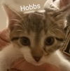 HOBBS - CARTOON LITTER