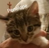 PENELOPE - CARTOON LITTER