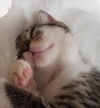 PENELOPE - CARTOON LITTER