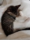 PENELOPE - CARTOON LITTER
