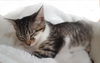 PENELOPE - CARTOON LITTER