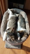 PENELOPE - CARTOON LITTER