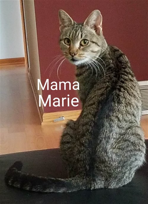 MAMA MARIA - CARTOON LITTER