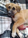 Shirley