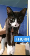 Thorn - Bushes Litter