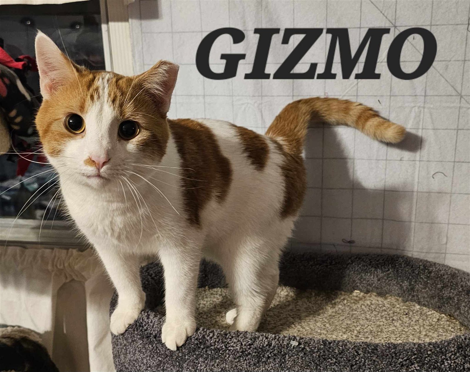 adoptable Cat in Sheboygan, WI named Gizmo