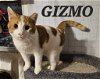 adoptable Cat in sheboygan, WI named Gizmo
