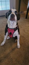 Serafina - 