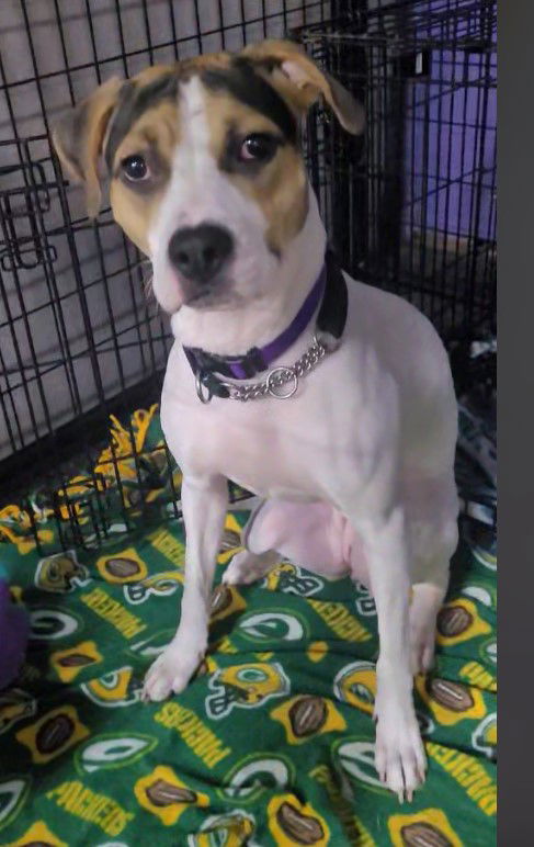 adoptable Dog in Sheboygan, WI named Cupcake / Willow