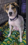 adoptable Dog in , WI named Cupcake / Willow