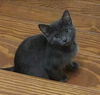 Toast and Muffin --Bonded
