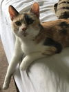 Sheeva