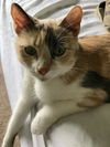 Sheeva