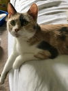 Sheeva