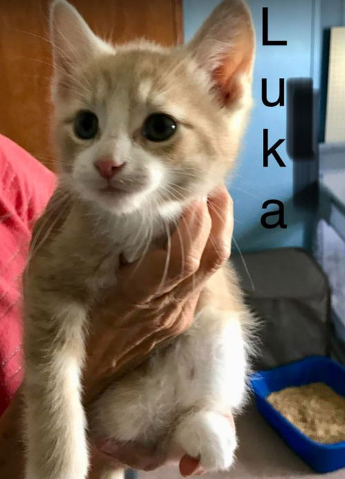 Luka