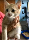Luka